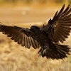 Krkavec australsky - Corvus coronoides - Australian Raven 8654